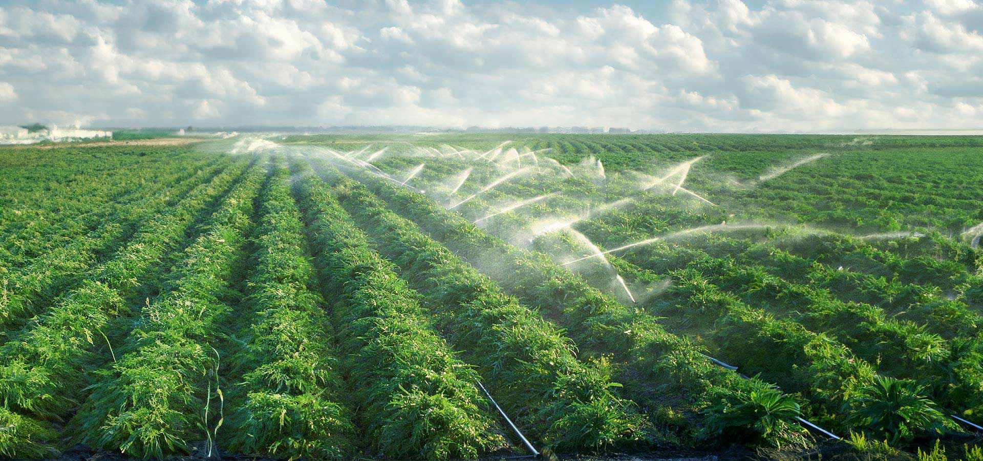 Großes landwirtschaftliches Feld mit in Reihen angeordneten grünen Pflanzen wird von mehreren Sprinklersystemen bewässert
