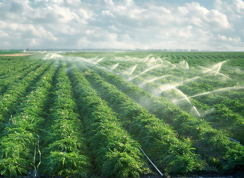 Großes landwirtschaftliches Feld mit in Reihen angeordneten grünen Pflanzen wird von mehreren Sprinklersystemen bewässert